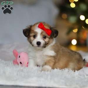 Billie, Miniature Australian Shepherd Mix Puppy